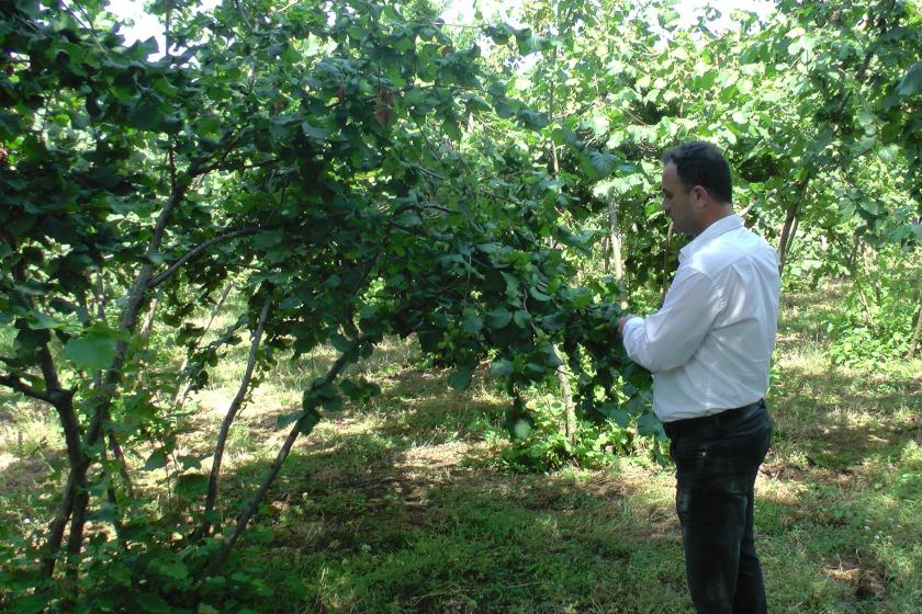 Düzce'nin Akçakoca ilçesi Ziraat Odası Başkanı Kadir Mutioğlu