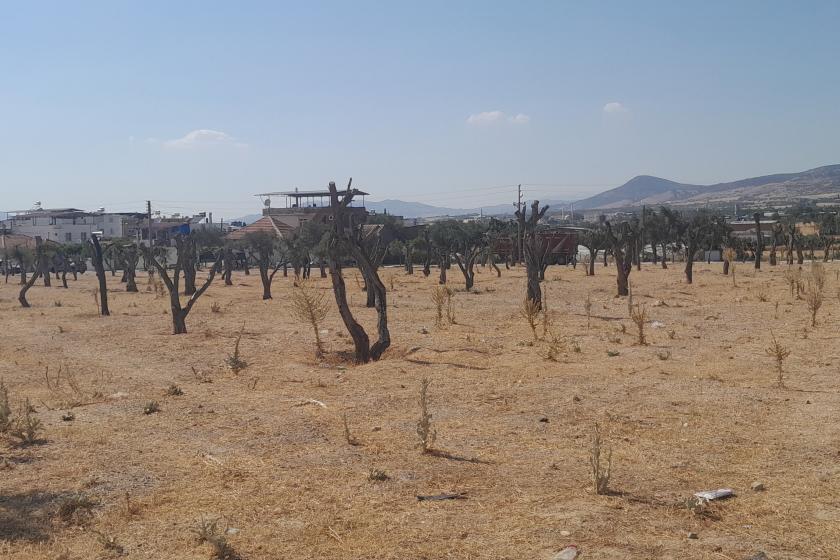 Aydın Çine'de yerinden sökülerek taşınan ve kuruyan zeytin ağaçları