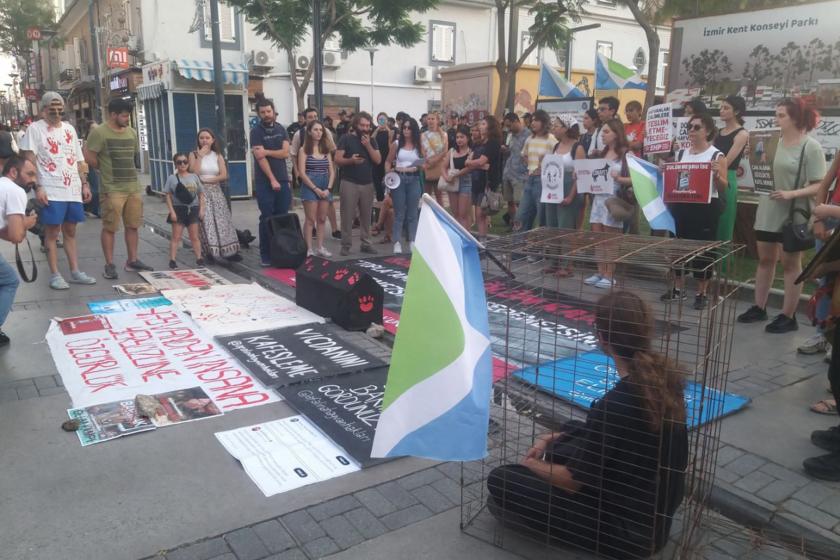 Mersin'de sokak hayvanlarına ilişkin açıklama 