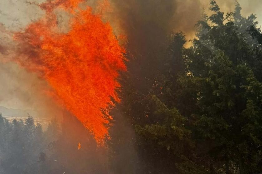 Çanakkale Bayramiç'te orman yangını