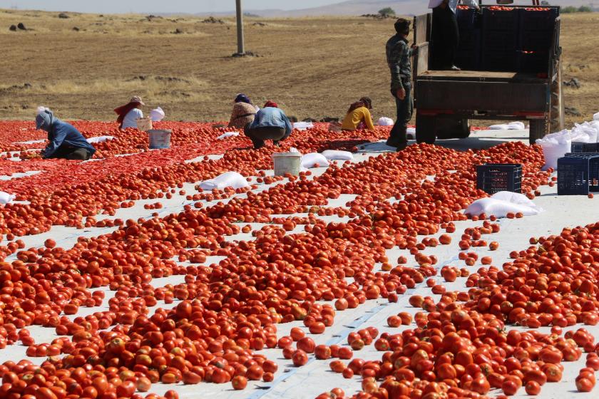 Urfa'da tarım işçileri domates topluyor 