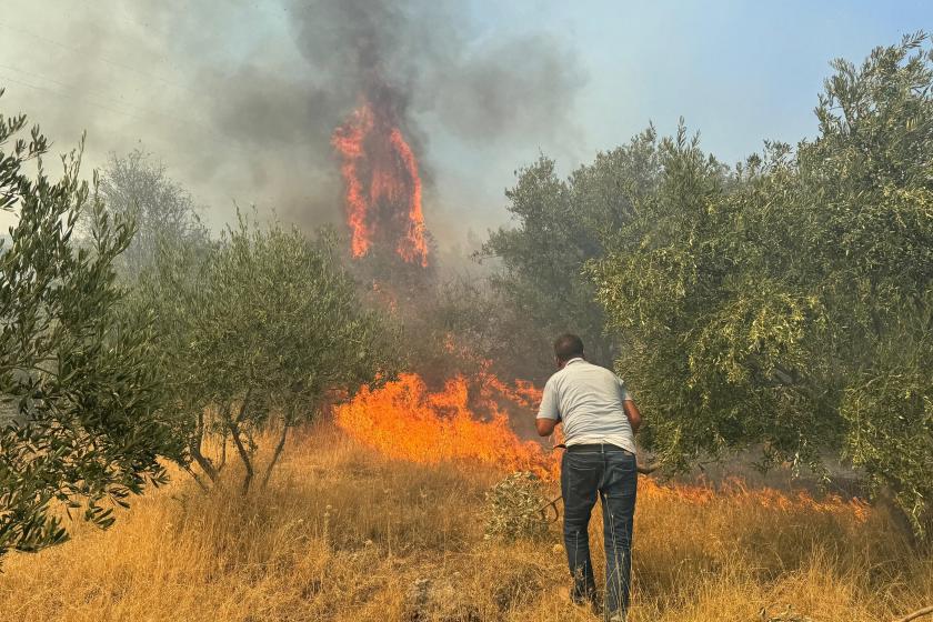 Aydın Germencik'te zeytinlik ve ormanlık alanda yangın çıktı 