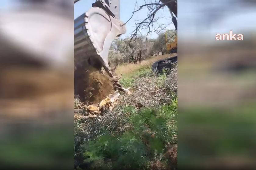 hatay'da zeytin ağaçları kesildi 