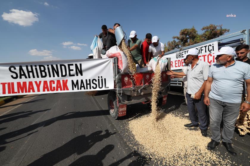 fıstık üreticileri fıstıkları yere dökerken