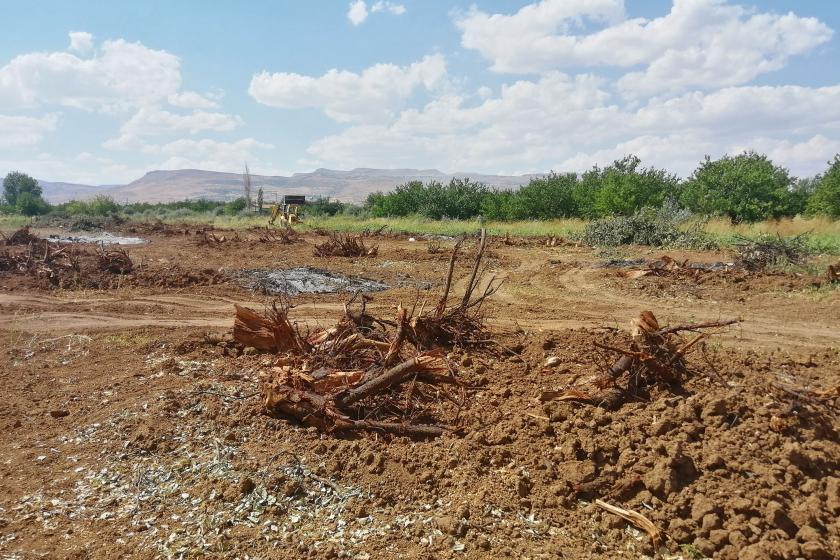 Malatya'daki üreticilerin zor durumda kaldıkları için kestikleri kayısı ağaçları