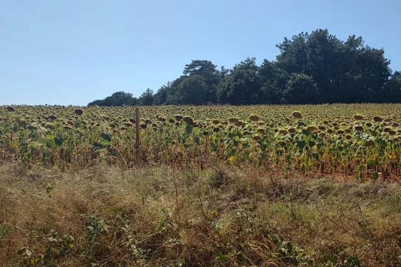 Edirne keşanda RES kurulmaya çalışılan tarım arazisi