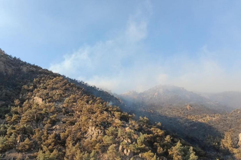 Manisa'da orman yangını