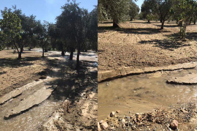 Aydın Germencik'te patlayan JES borusu zeytin ve incir ağaçlarına zarar verdi 