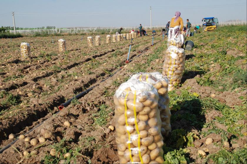 850 bin ton patates depolarda çürüyecek