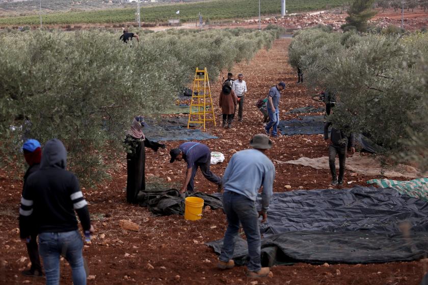 Batı Şeria’da zeytin toplayan Filistinli kadın İsrail askerlerinin açtığı ateşte öldü