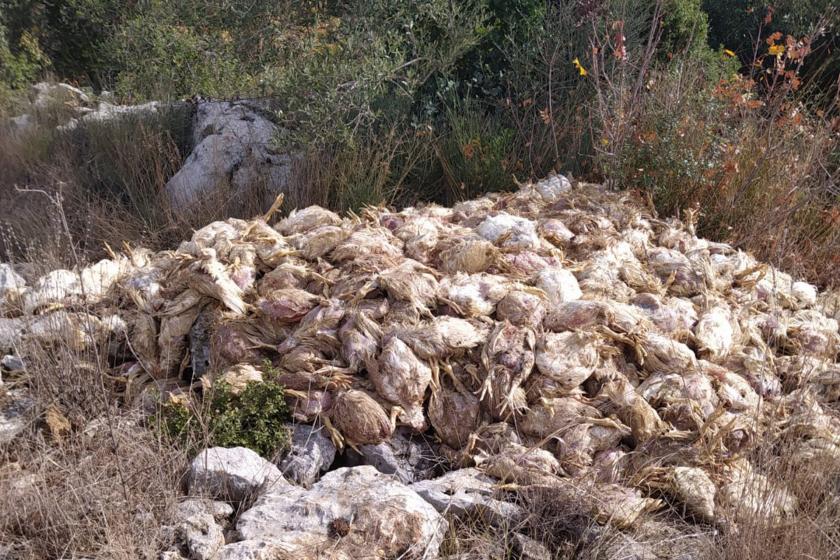 Tarsus'ta boş arazide yüzlerce ölü tavuk bulundu