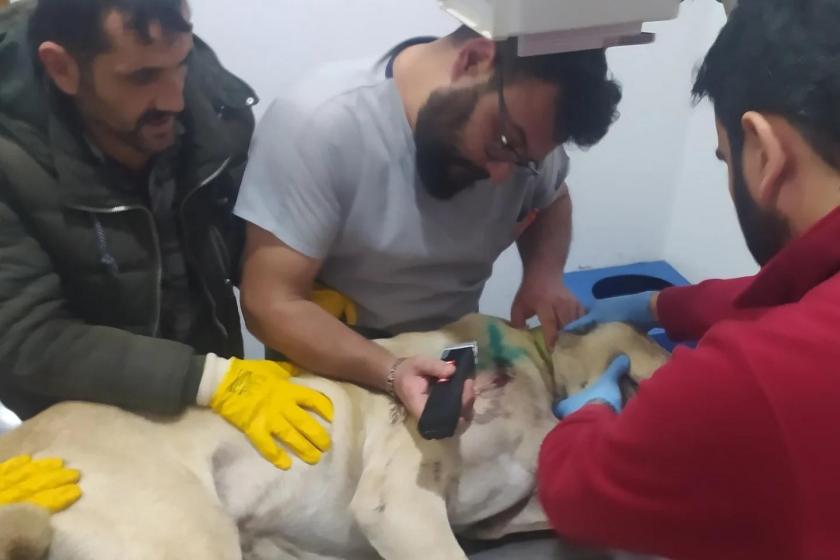 Kayseri'de vurulan köpek