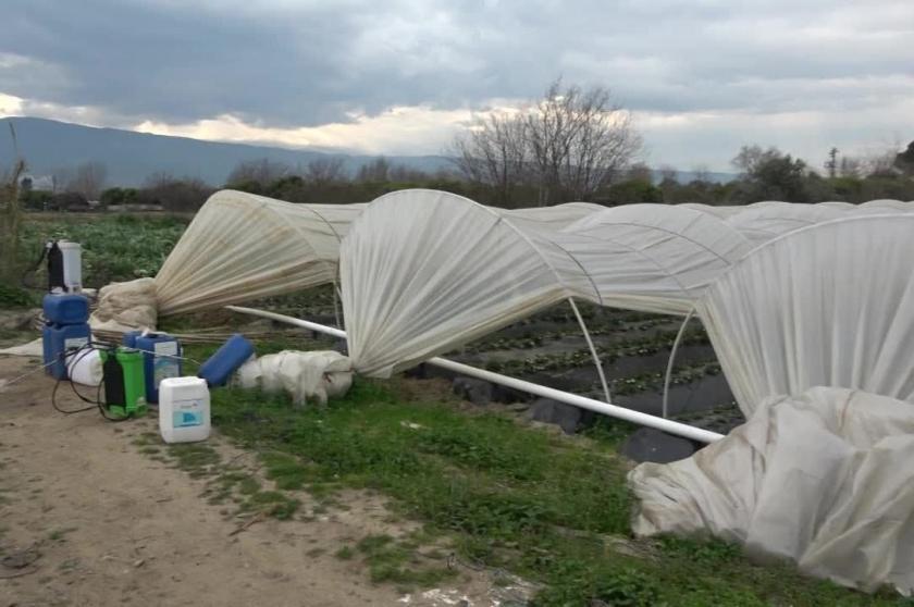 Aydın’da çilek üreticileri maliyetleri karşılayamıyor, yevmiye ile çalışıyor