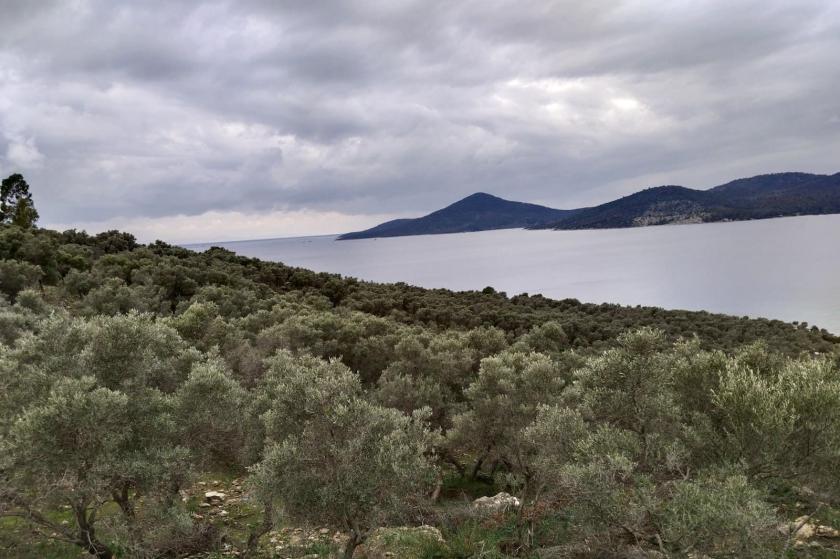 Zeytin kanunu delindi: Maden yükleme limanı projesine ÇED Olumlu kararı verildi