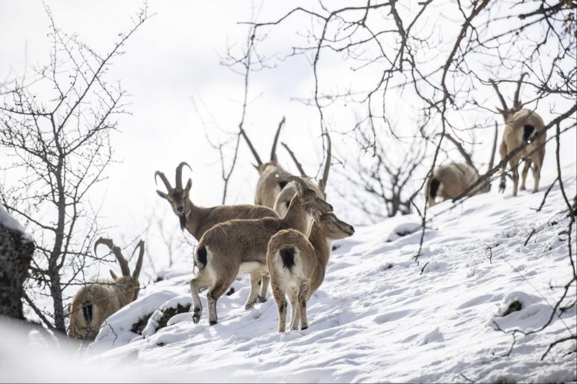 Dersim'in yaban keçileri fotoğrafçıların gözdesi oldu