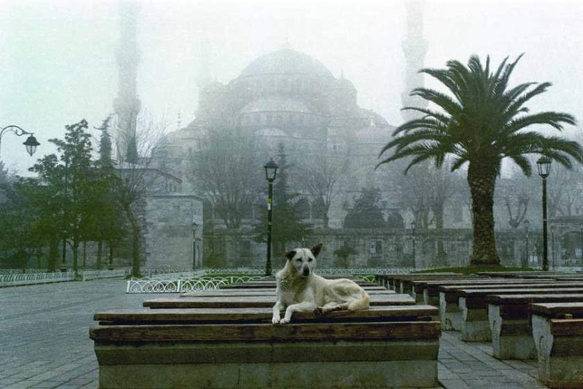 Sokak köpekleri: İstanbul kent tarihinin asli unsurları