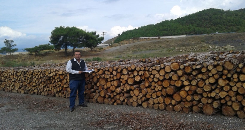 Çimento fabrikaları ormanları kemiriyor