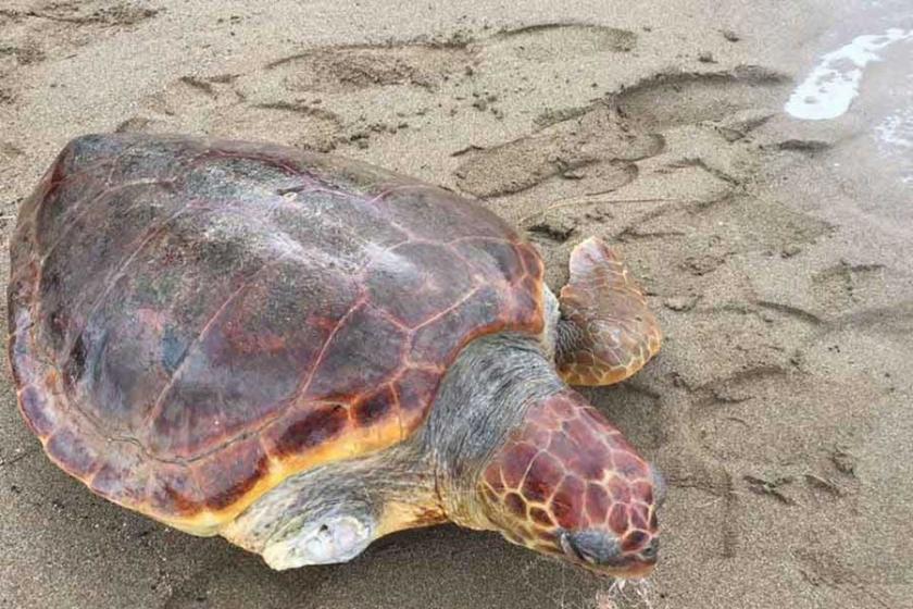 Olta iğnesi yutan ve yüzgeci kopan Caretta sahile vurdu