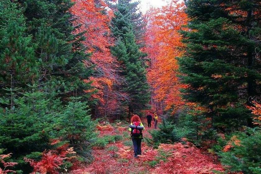 Kazdağları'nda sonbaharda renk cümbüşü