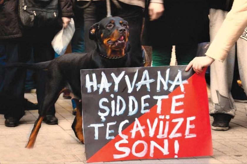 Hayvana şiddet 'kabahat' değil suçtur