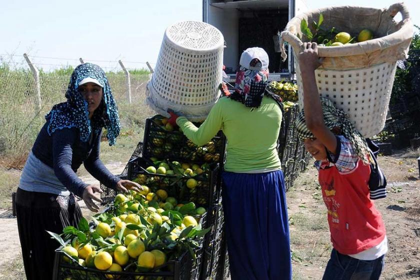 Tarım işçisi çocuklar okula gitmiyor, günde 9 saat çalışıyor