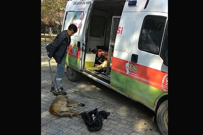 Adana'da 6 köpek zehirli yemle öldürüldü