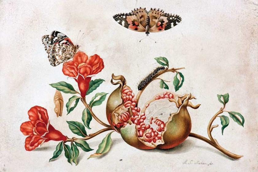 Ressam ve bilim kadını: Maria Sibylla Merian