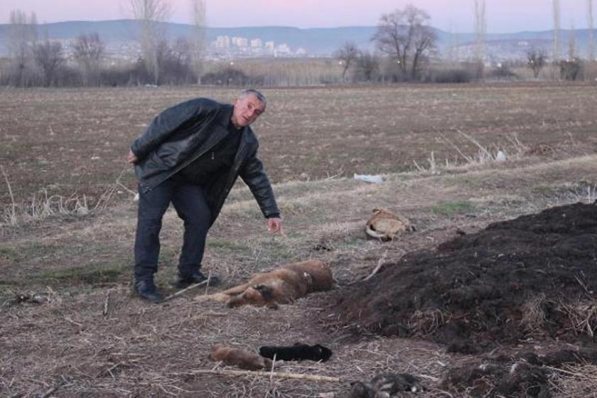 Tavşanlı'da 5'i yavru 9 köpek av tüfeğiyle öldürüldü