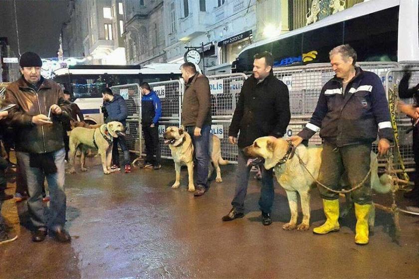 Hollanda protestosuna hayvanları da alet ettiler