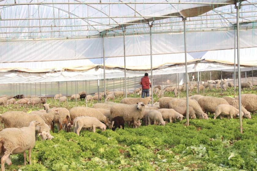 Satılamayan marulları koyunlara yedirdiler