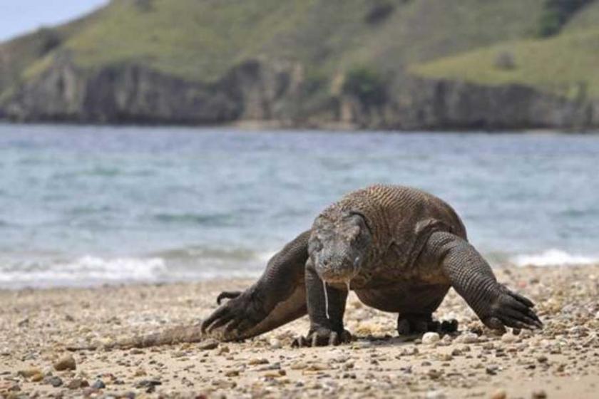 Endonezya'da Komodo ejderi, turisti ısırdı