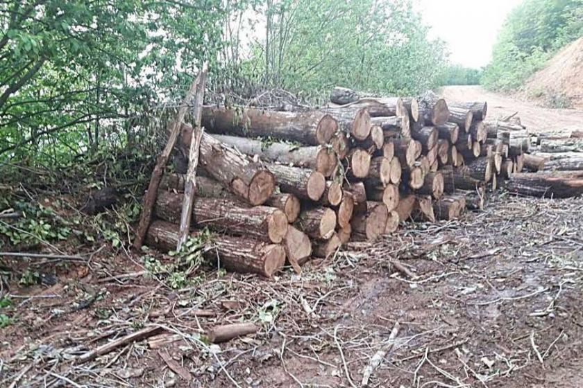 Ordu Çevre Derneği: Koruma adı altında orman yok ediliyor