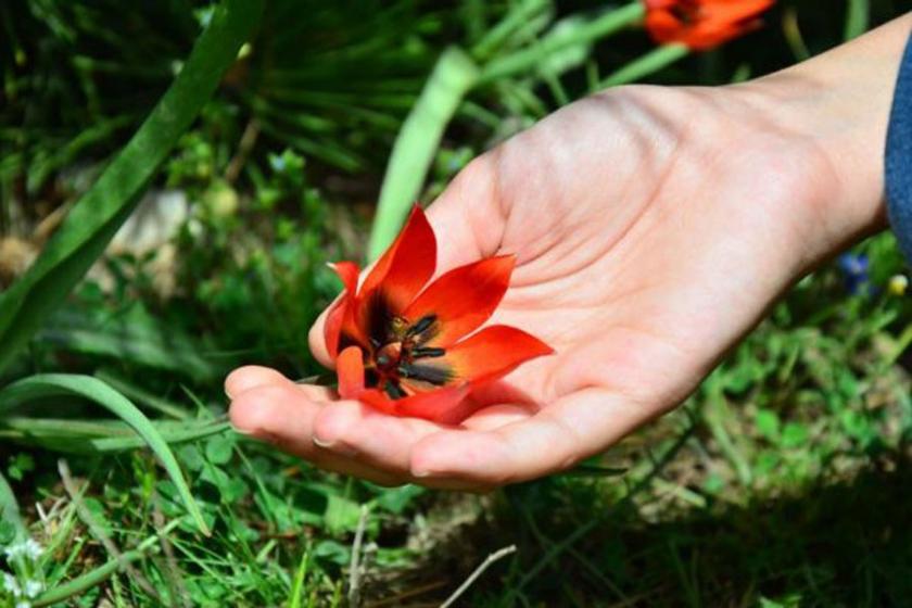 Bu laleye zarar vermenin cezası 42 bin TL