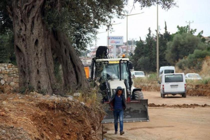 Kuşadası'da 700 yıllık zeytin ağacı kurtarıldı