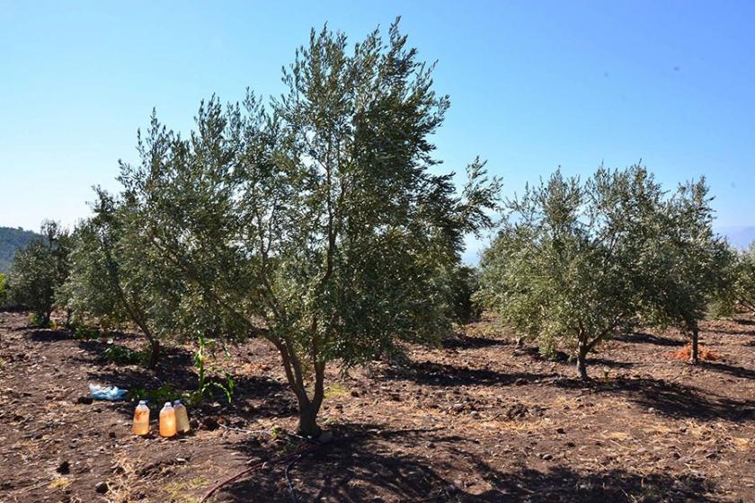 Zeytin üreticisi, maddenin geri çekilmesinden memnun