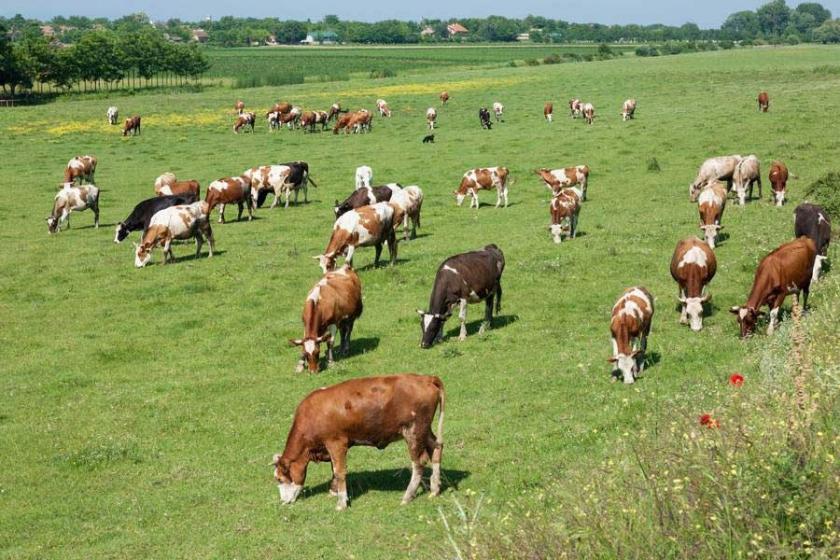 Meralara dair madde paketten çıkarıldı