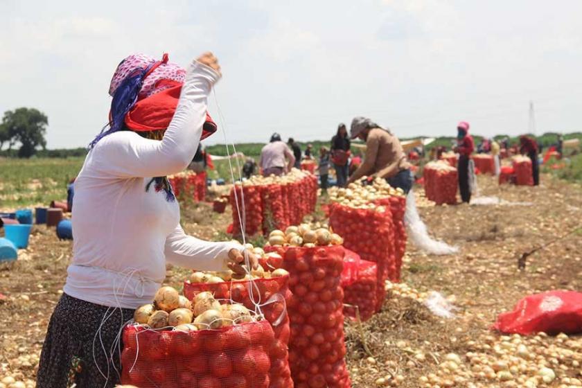 CHP'li Sarıbal: Tarım bitiriliyor, haberiniz var mı?