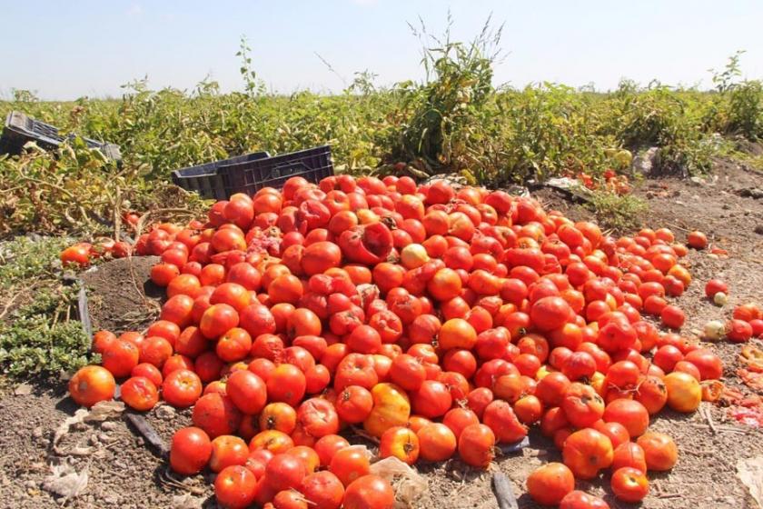 Çukurova'da domatesin yüzde 60'ı yandı - Evrensel