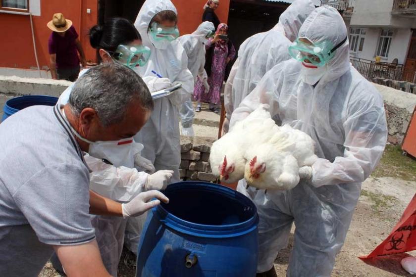 Ardahan'da kümes hayvanlarına toplu itlaf