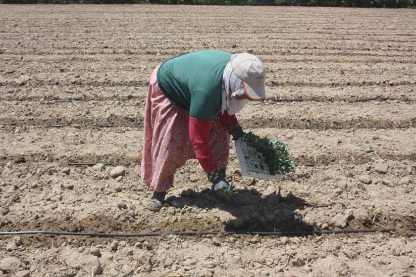 Tarım işçisi kadınlar: Yevmiyemiz ihtiyacımızı karşılamıyor