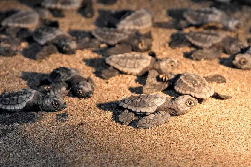 Patara'da caretta carettalar denizle buluşuyor