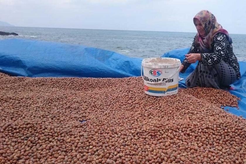 Fındık üreticisi TMO'nun verdiği 10.50 lira fiyata tepkili