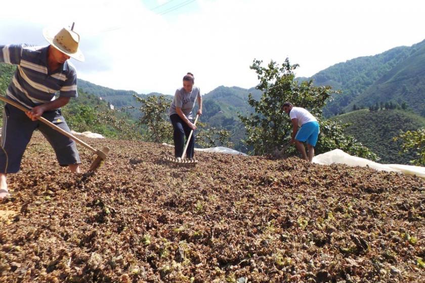 TZOB: Fındık için açıklanan fiyat yetersiz revize edilmeli