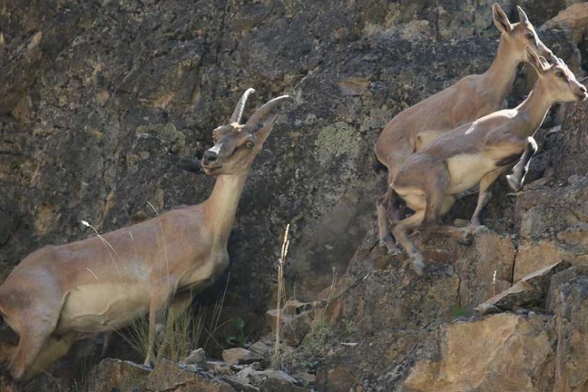 Dersim’de doğal hayat tehdit altında