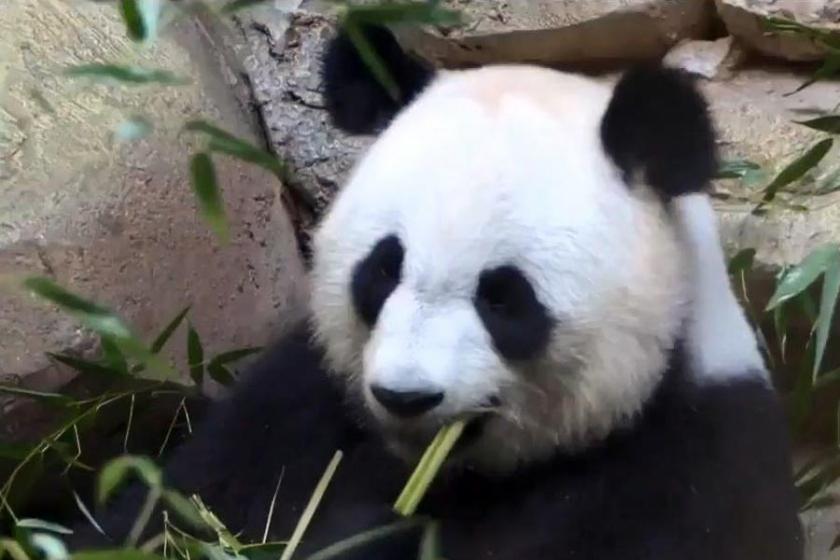 Fransa'da doğan ilk panda bir aylık oldu