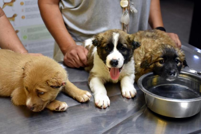 Yavru köpeklere işkence yapan asker gözaltına alındı