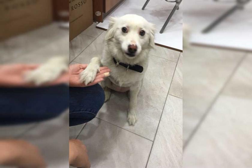 Köpeğe tekme attığı için gözaltına alınan kişi serbest