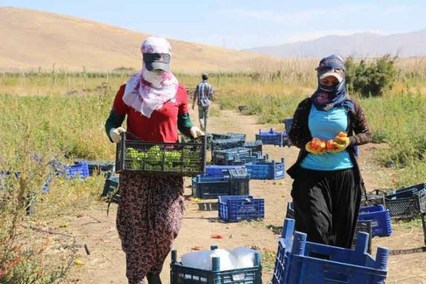 İşte tarım politikalarının sonucu: Kırsal nüfus azalıyor