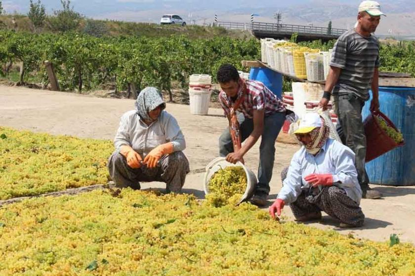 Üzüm üreticisi: En rezil dönemi yaşıyoruz