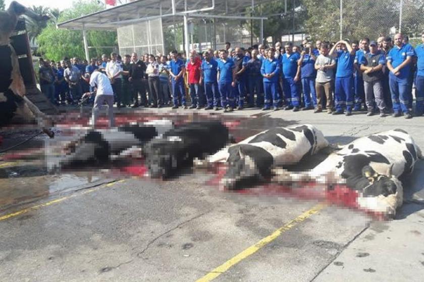 BMC'nin işçi güvenliğinden anladığı kurban kesip dua etmek!